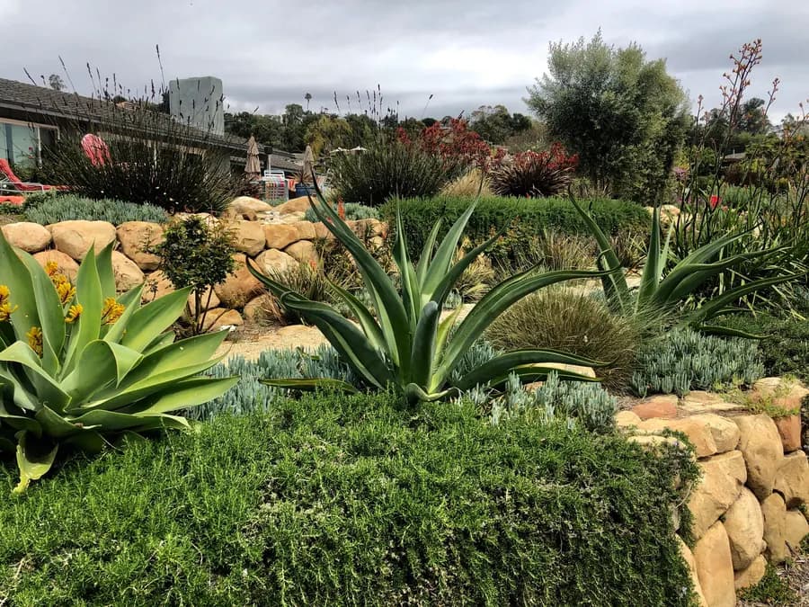 Sea Ranch Terrace landscape project, photo 6