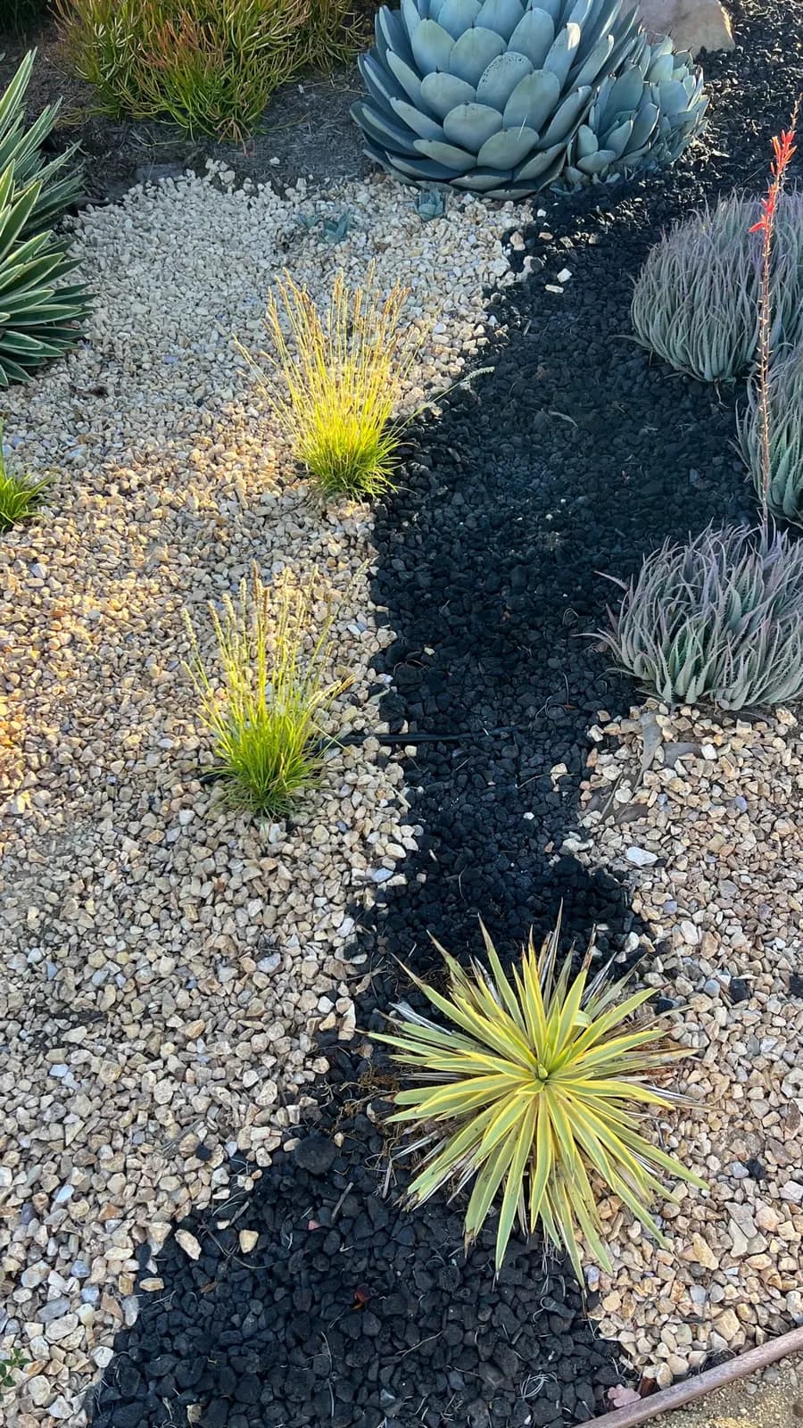 La Vista Xeriscape landscape project, photo 1