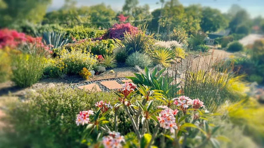 Drought-friendly garden by Ashley Farrell Landscape Design