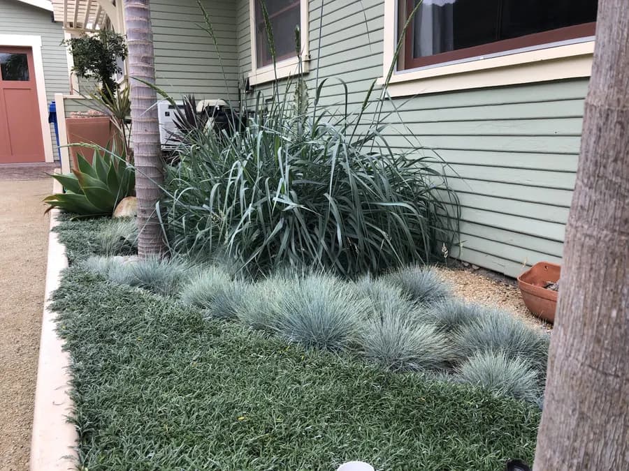 Westside Bungalow landscape project, photo 6
