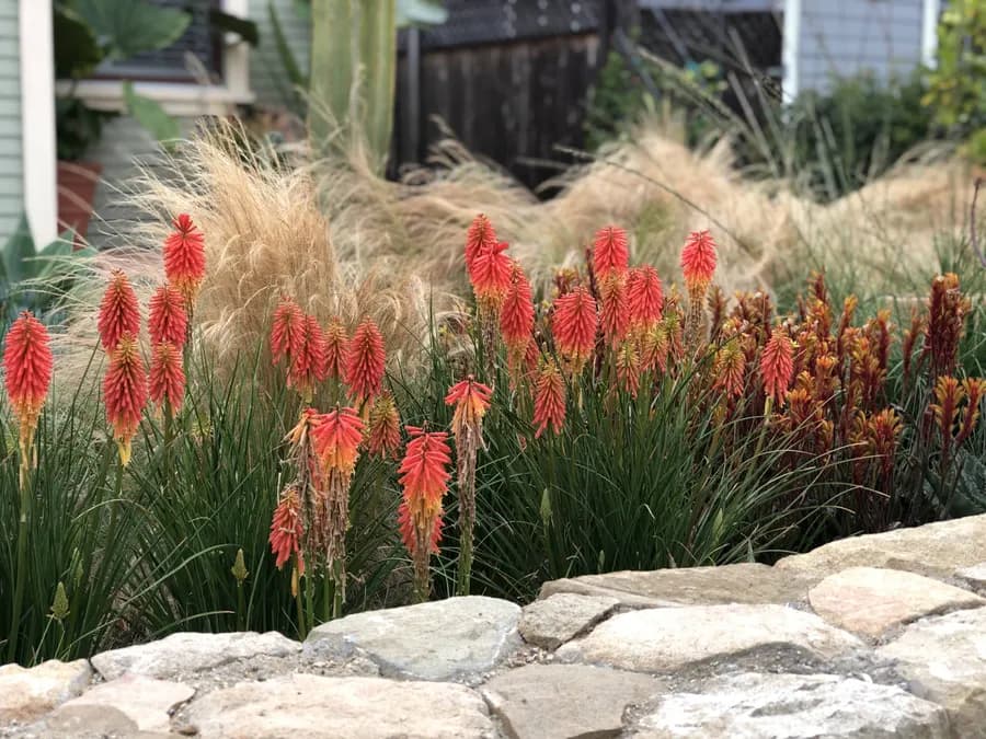 Westside Bungalow landscape project, photo 11
