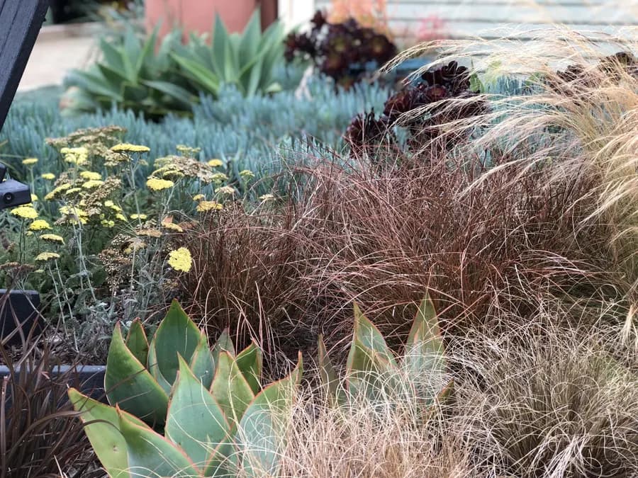 Westside Bungalow landscape project, photo 20