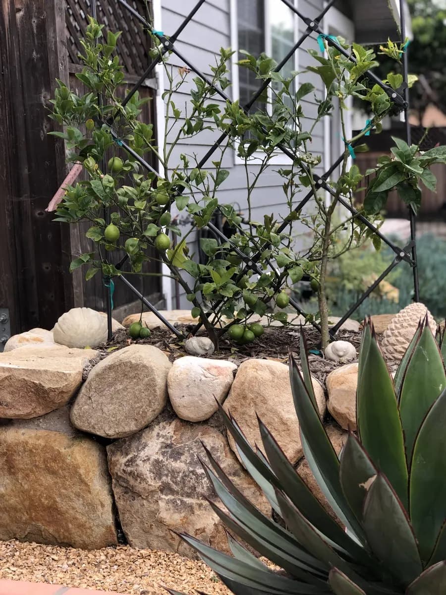 Westside Bungalow landscape project, photo 23