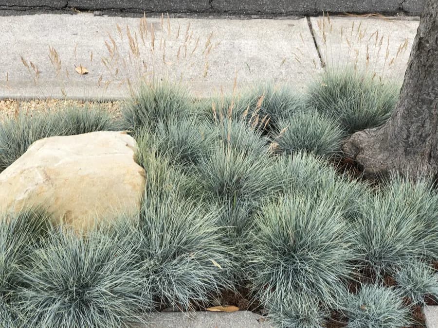 Westside Bungalow landscape project, photo 26