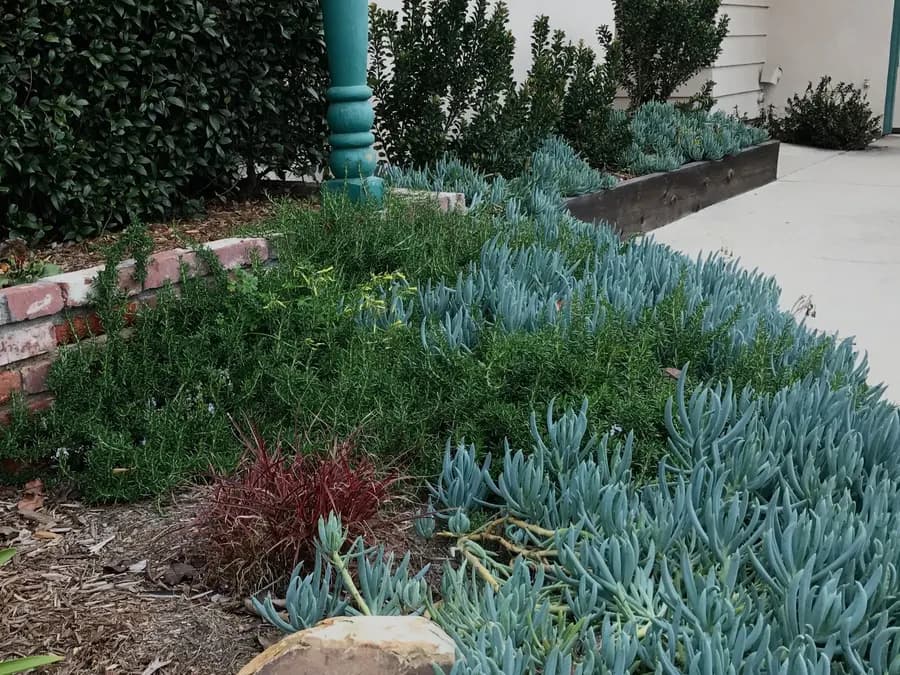 Grove Lane landscape project, photo 12