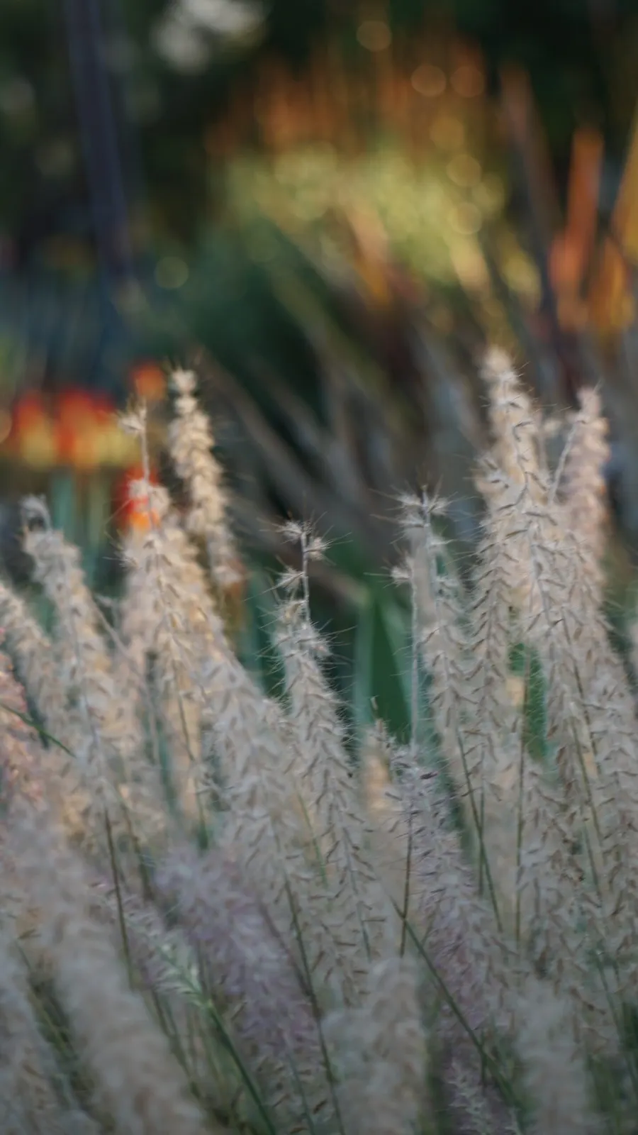 La Vista Xeriscape landscape project, photo 6