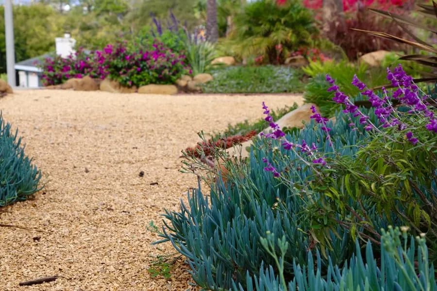 Mesa Grass Replacement landscape project, photo 11