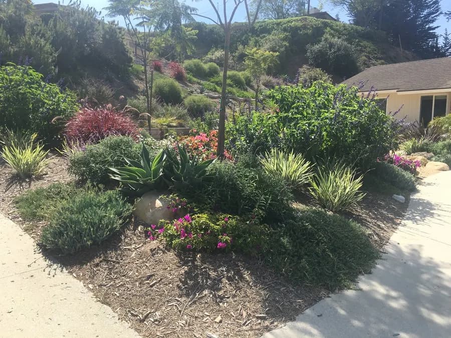 Mesa Grass Replacement landscape project, photo 20