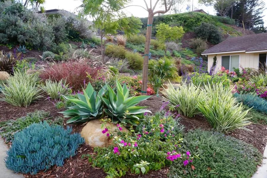 Mesa Grass Replacement landscape project, photo 2