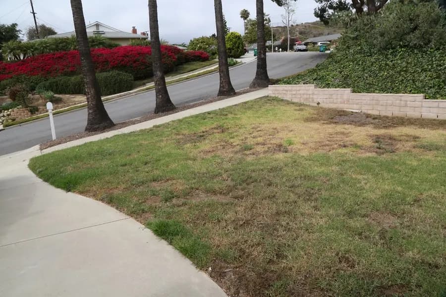 Mesa Grass Replacement landscape project, photo 31