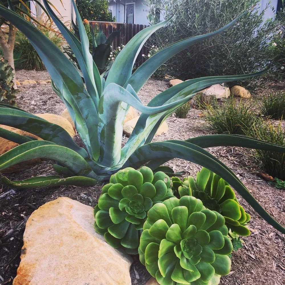Robbins Street Rehab landscape project