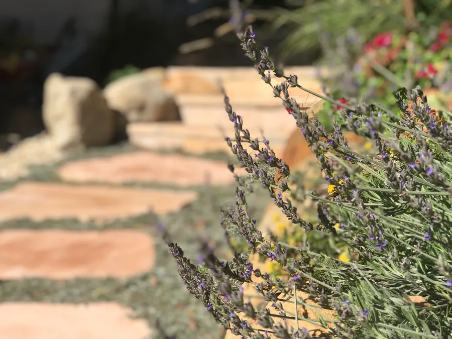 Lavender and flagstone garden path