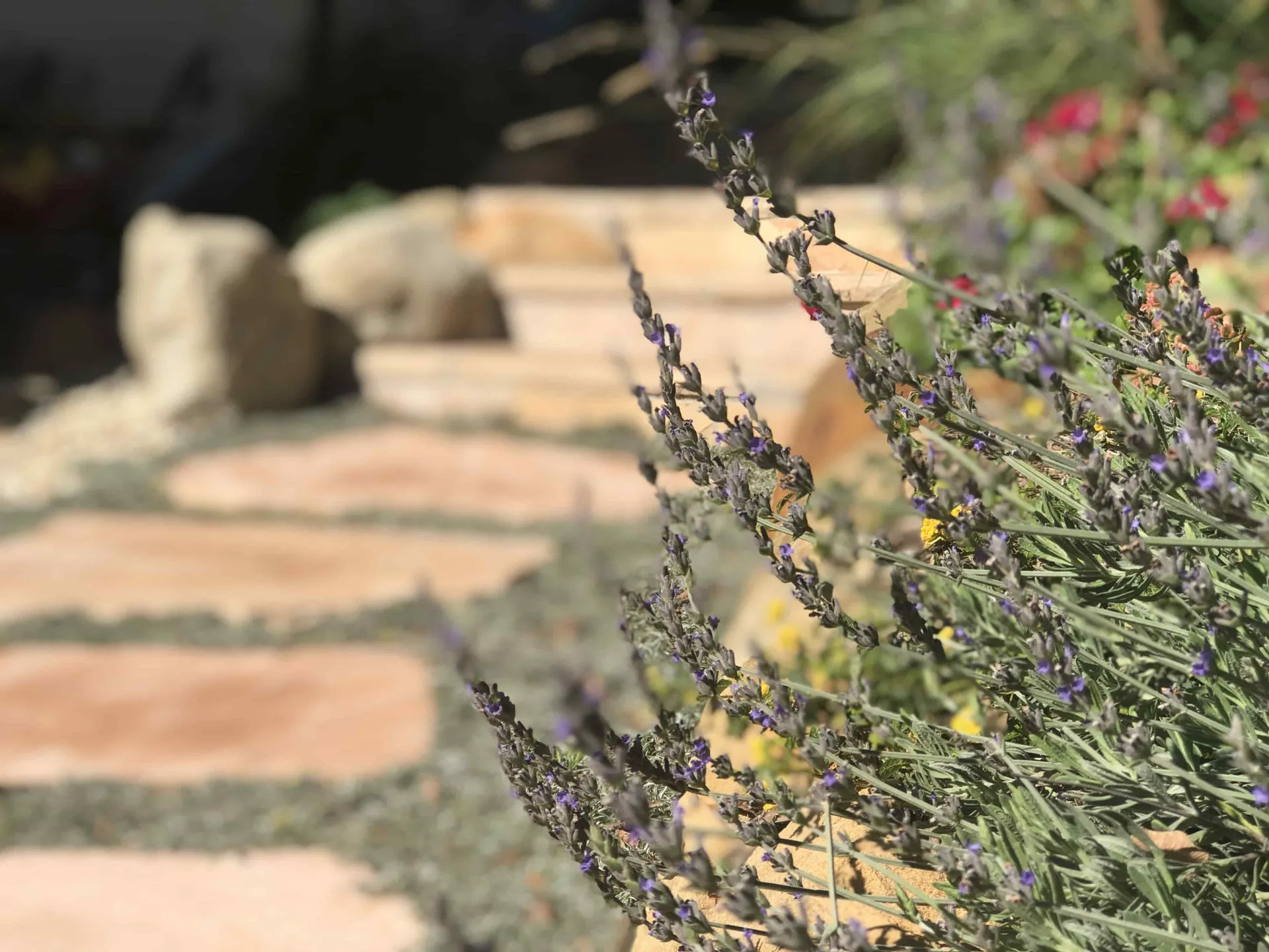 Lavender and flagstone garden path